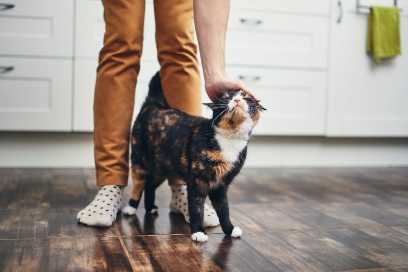 domestic-life-with-cat.jpg domestic-life-with-cat.jpg